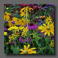 Verveine de Buenos-AiresVerbena bonariensis ,Rudbeckia 'Herbstonne', Monarda hybrid (le jardin de la poterie Hillen) www.poterie.fr